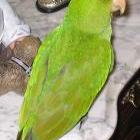 Loro boliviano perdido en Barakaldo